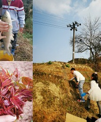 带娃挖野菜、摸鱼、满山坡跑的感觉真好