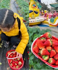 真香!便宜又好耍的草莓园和游乐场