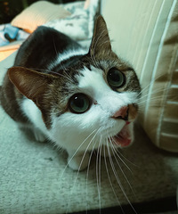 92��160CM��2ֻè����Ӫ�������飬ϣ���Է���������