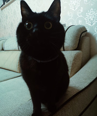 92��160CM��2ֻè����Ӫ�������飬ϣ���Է���������