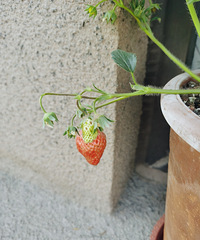 ̨ҲҸУԼֵĲݮ̫ɰ