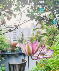 35ƽС¶̨Ȼ԰ҰãԶ紺Ľ