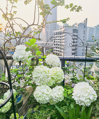 35ƽС¶̨Ȼ԰ҰãԶ紺Ľ