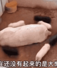 ������ֵ������˼����ɹ79�������٤��39