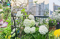 35ƽС¶̨Ȼ԰׳ۣҰã