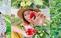 抓住草莓季的最后一个月,现在草莓多,价格也算合适