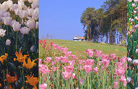 ¿ġͯɭֱ֡Ҫֳ̫Ƭ