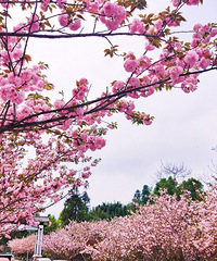 84��164CM�Ĳ���С������飬ϣ���Է��������ٳ���