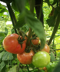 һעὨʦװ԰100ƽܻѲ6