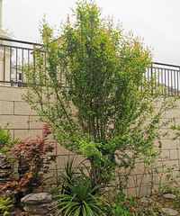 6㶨100ƽ԰270ʯȼǧÿ