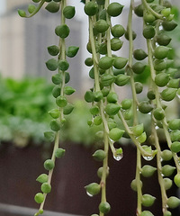 ǻ԰ǲ԰СݶСԺԿɰ