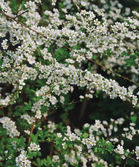 ¶̨ѩˣлвйСް̫Ҹ