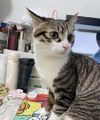 92�껷����ҵ���������飬��2ֻ�ɰ���è��