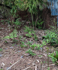 ŬŬϼҰԺһޣȻĩȥȺȲ裬ֻ