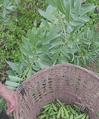 ŬŬϼҰԺһޣȻĩȥȺȲ裬ֻ