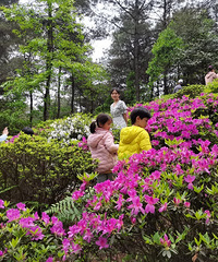 四叶草小朋友探险,摘清明草,搭房子,游乐园又一天