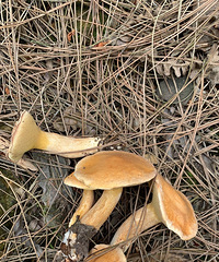 ժӣңҪ԰ѣ15һﻹԽŶ