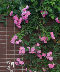 ˻԰ʱ˿ֵСأǾޱǽ̫