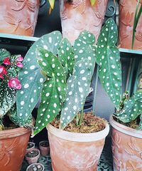 ֻ2000̨˻԰ôľȲ35