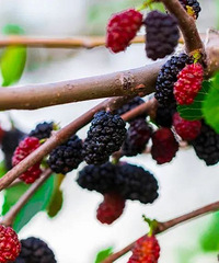 ɣ���������ײ���Щ�ط���ɣ��er���Ծ����ժ��