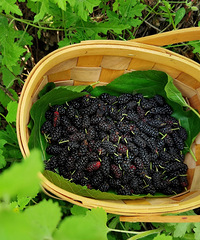 ����ȥժҰ��ɣ�ء������ӣ�����ͼ