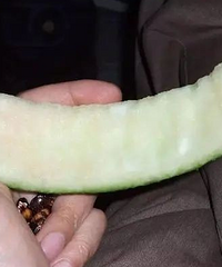 小朋友吃哈密瓜,只吃上面的那一点,算是溺爱吗?