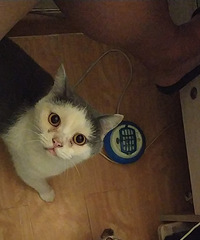 һ����è��2020�굥���˵���è���ԵĹ����Ĵ����˺�������