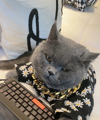 猫猫都在买lv电脑了,我们还在为买个lv包考虑?