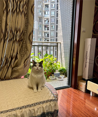 一人一猫的单身男年度账单,每天早上起床必撸它然后再出门