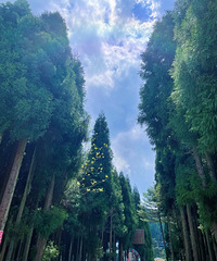 816Сˣɭֹ԰ʹľȣ޶