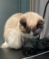 89年183CM不打牌的销售哥子征婚,猫狗就位