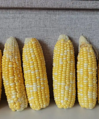 网购的水果玉米?7.87/三斤,比较新鲜水分多还很脆甜
