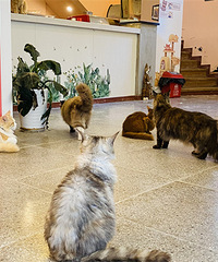 在猫咖当“铲屎官”,月薪5000