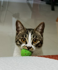 90��168CM����ҽԺ�ϰ��С������飬��Сè��һֻ