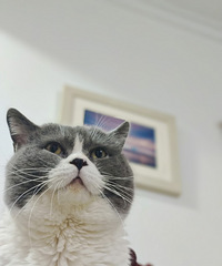 86��168CM��С������飬ϲ�����Ӹߵ�����