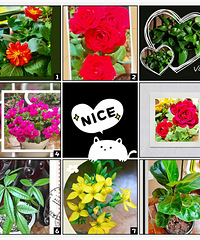 ��ó˶ʿ����С����°�������������顢Ϳѻ������