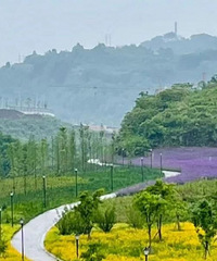 主城最大的马鞭草花海,交通方便