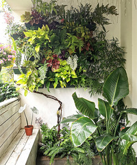 小成本打造植物墙,让阳台四季如春,最贵的植物才18元