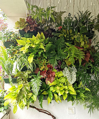 小成本打造植物墙,让阳台四季如春,最贵的植物才18元