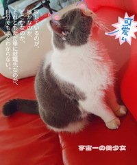 88��155CM��У������С������飬��һֻ����