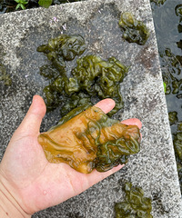 屋顶上发现了野生地皮菜,该不该吃