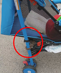 发生在重庆,花蛇缠绕婴儿车家长急忙抱娃逃离