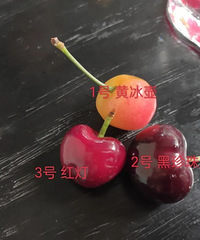 �봨��Դ���ֹ�����ӣ���ƺ�˭���У�