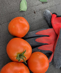 ӼҾڽ԰ֲˣ˵ϲ᲻ᱻ