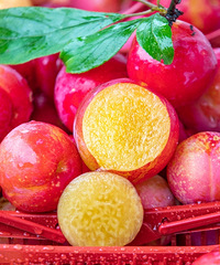 ���پ����ı���ũ������ժ���ӻ������ǿ���¶Ӫ