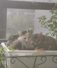 ��������2���ˣ��㲻����԰è�е���ֵ�컨��