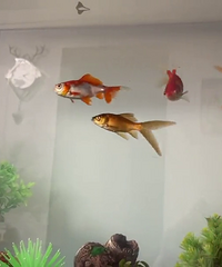 ��һ�����㣬����ò���