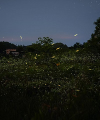 错过再等一年,重庆7大萤火虫据点