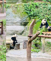 重庆动物园竟有19只大熊猫,都好萌