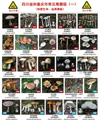 这些蘑菇别吃!重庆疾控“川渝版毒蘑菇图鉴”